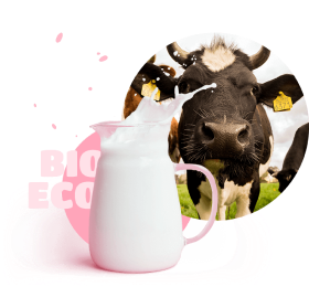 Cow with milk